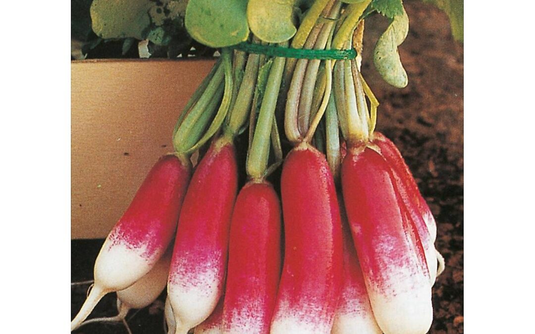 Recette à base de radis