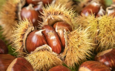 🍂 Nouveauté gourmande : Les châtaignes bio arrivent chez les Frères de la Terre !