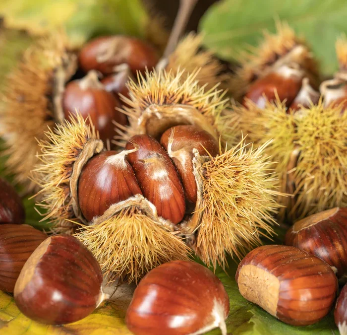 🍂 Nouveauté gourmande : Les châtaignes bio arrivent chez les Frères de la Terre !