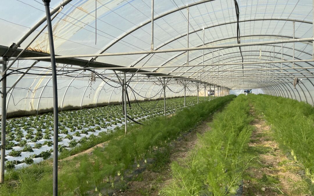 🌱 Travailler la terre avec amour, patience et respect