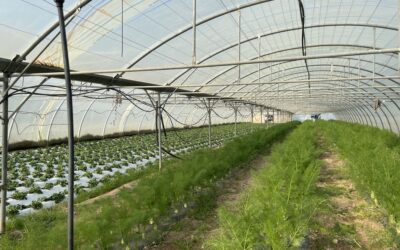 🌱 Travailler la terre avec amour, patience et respect