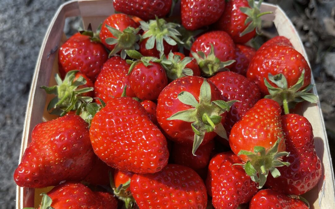 🍓 Fraises Dream : Le Plaisir Sucré et Fondant qui Illumine le Printemps !