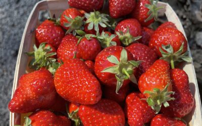 🍓 Fraises Dream : Le Plaisir Sucré et Fondant qui Illumine le Printemps !