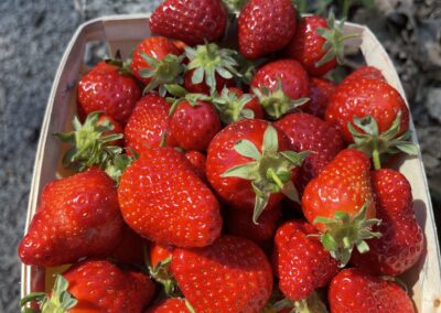 Fraises Dream 2026